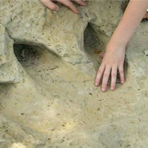dinosaur prints 300x300